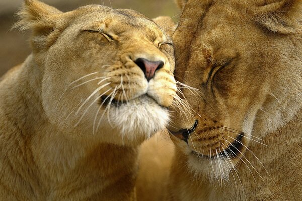 Pareja de leones enamorados se lastima el uno al otro