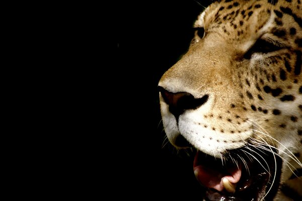 Leopard face with open mouth