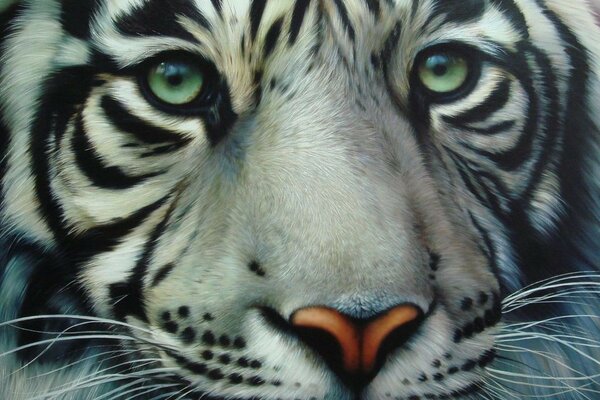 Mirada pintada del tigre blanco