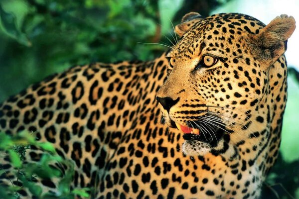 Leopard hunts in the jungle