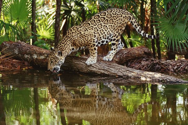 Jaguar en un abrevadero en la naturaleza