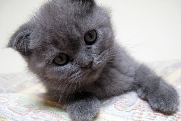 A lop-eared kitten with a gentle look