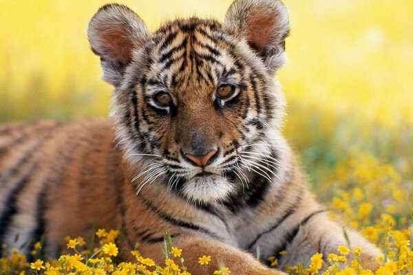 Un pequeño cachorro de León yace en flores amarillas