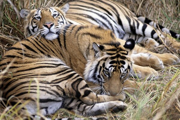 Tigers are resting in the tall grass