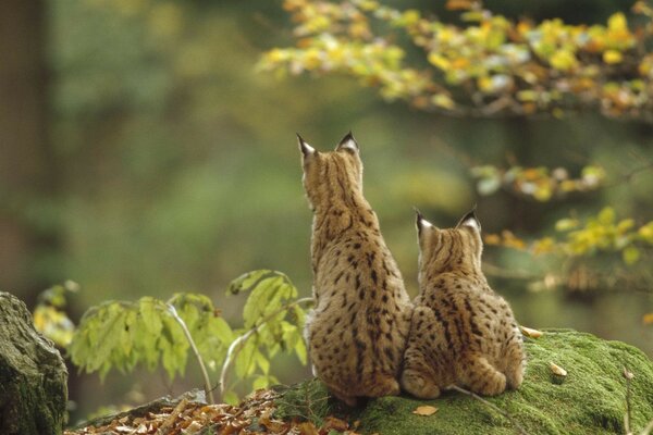 Two bobcats are hunting in the forest