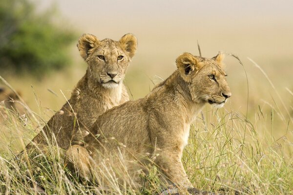 Lionceaux dans les prairies de la savane indigène