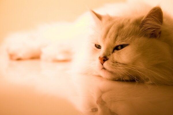 Sleepy white fluffy cat in the reflection of a smooth surface