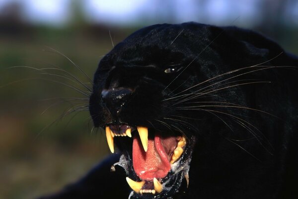 The open mouth of the Black Panther