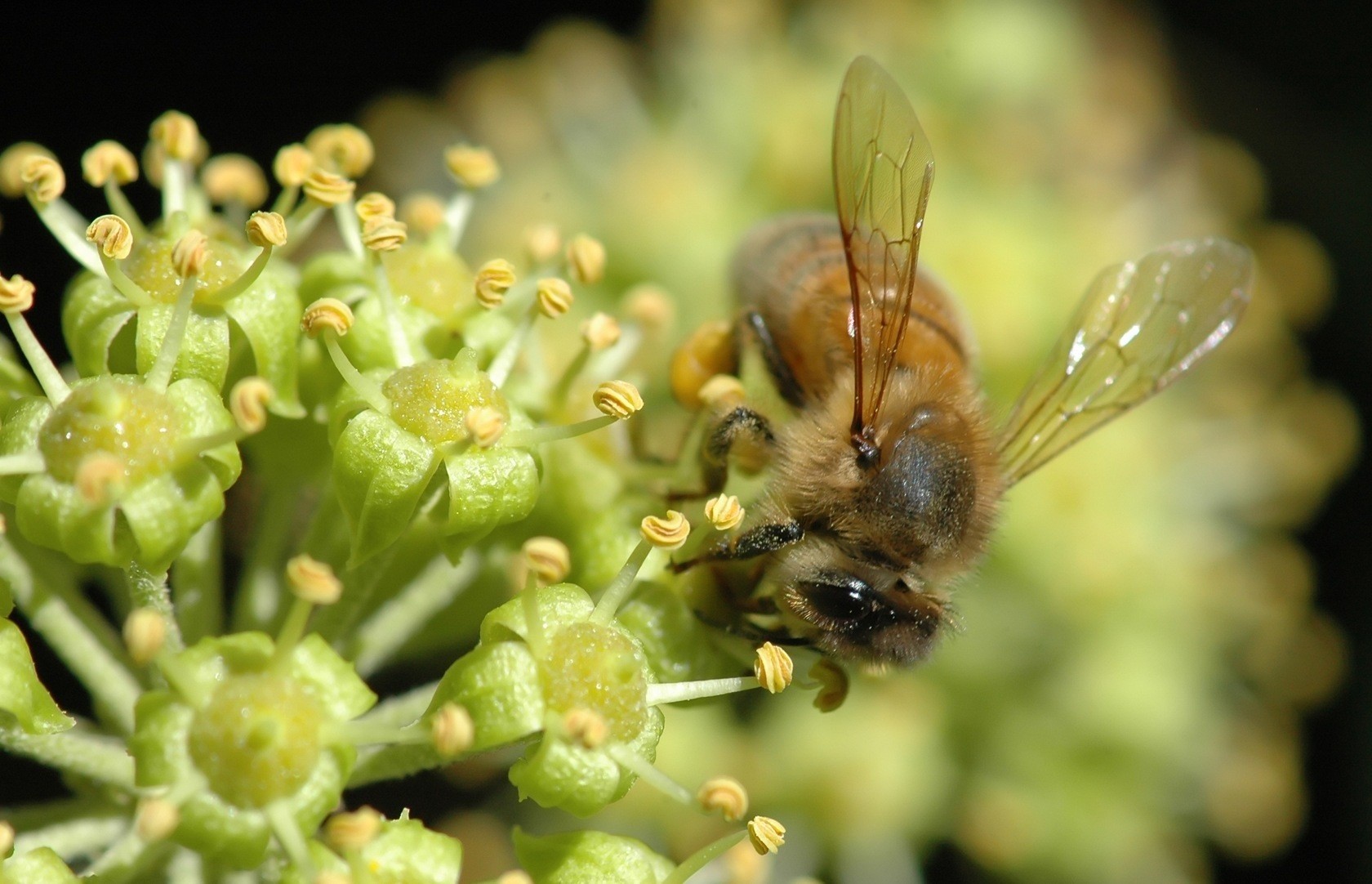 abeja flor macro néctar