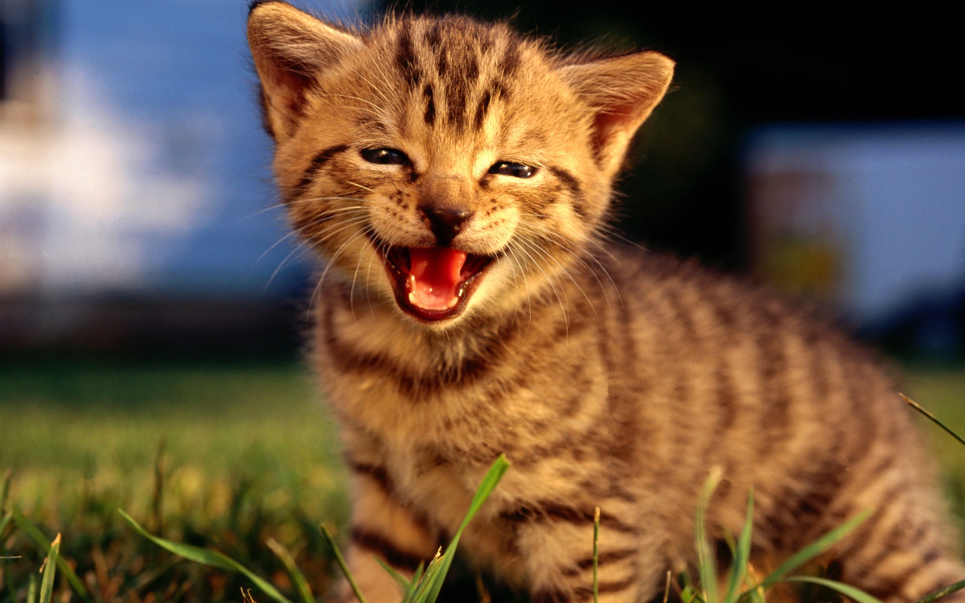 chaton sourire nature