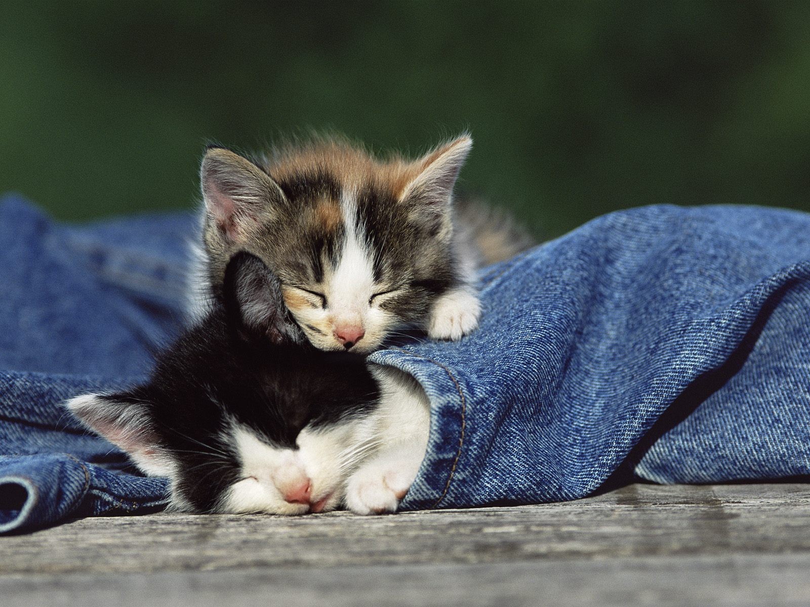 horses kids jeans sleeping kittens tender animal