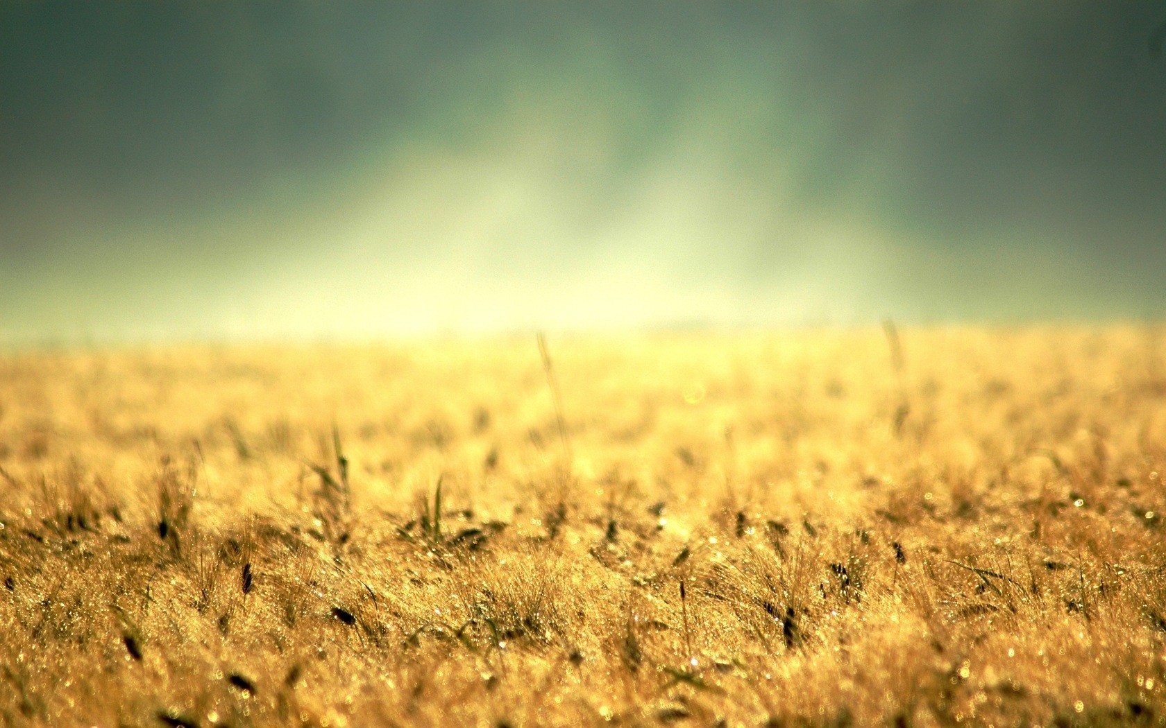 a desktop yellow grass gold land colossu