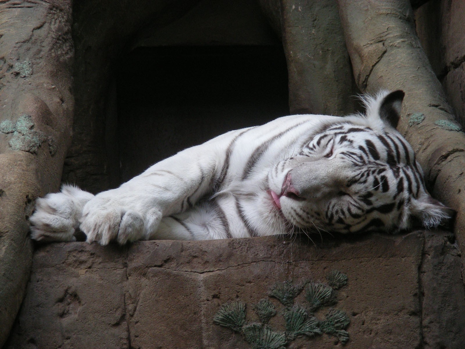 tiger white tiger sleeping