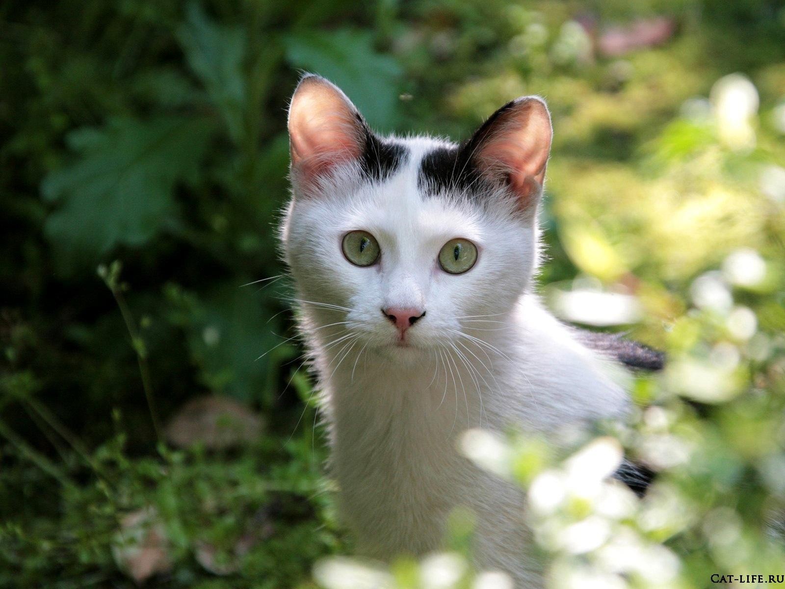 chat cache-cache buissons museau