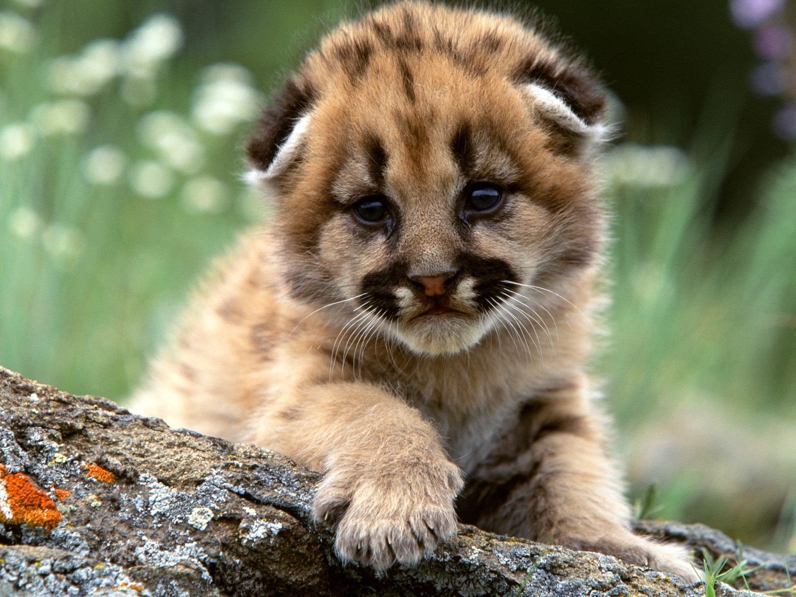 bambino gatto lanugine