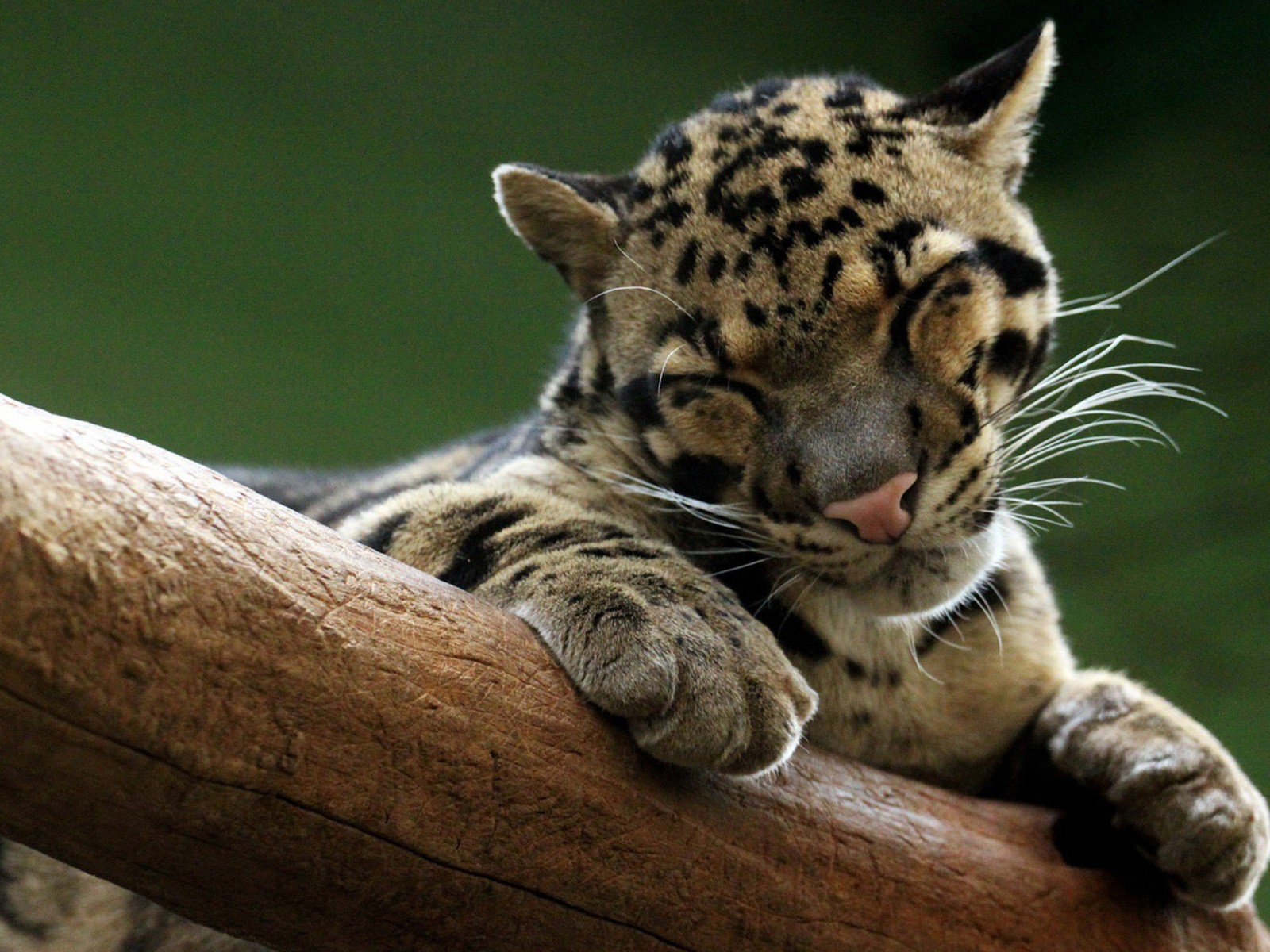 moky leopard on the tree sleeping