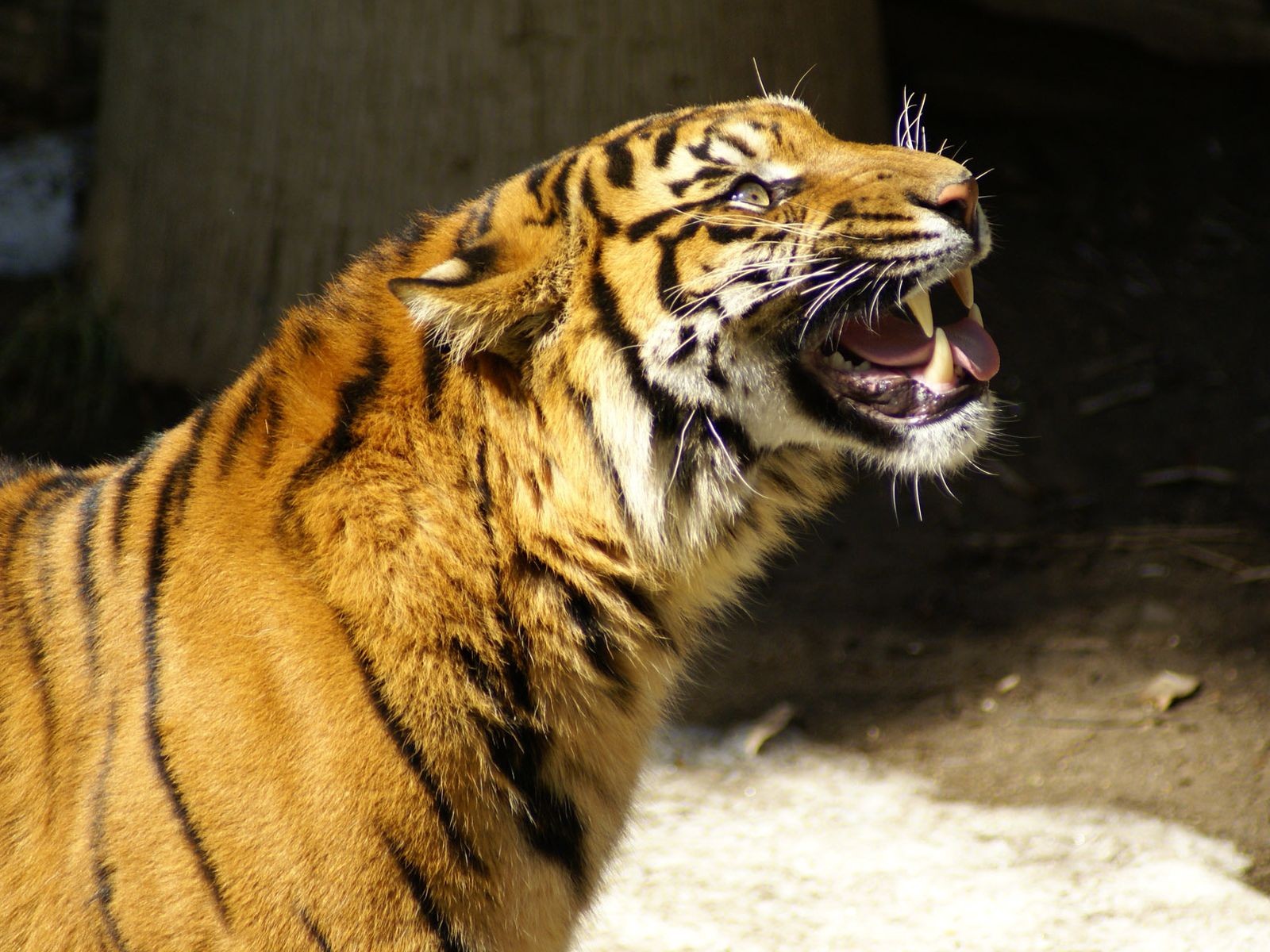 tigre grogne se tortille le museau les yeux sur le rouleau