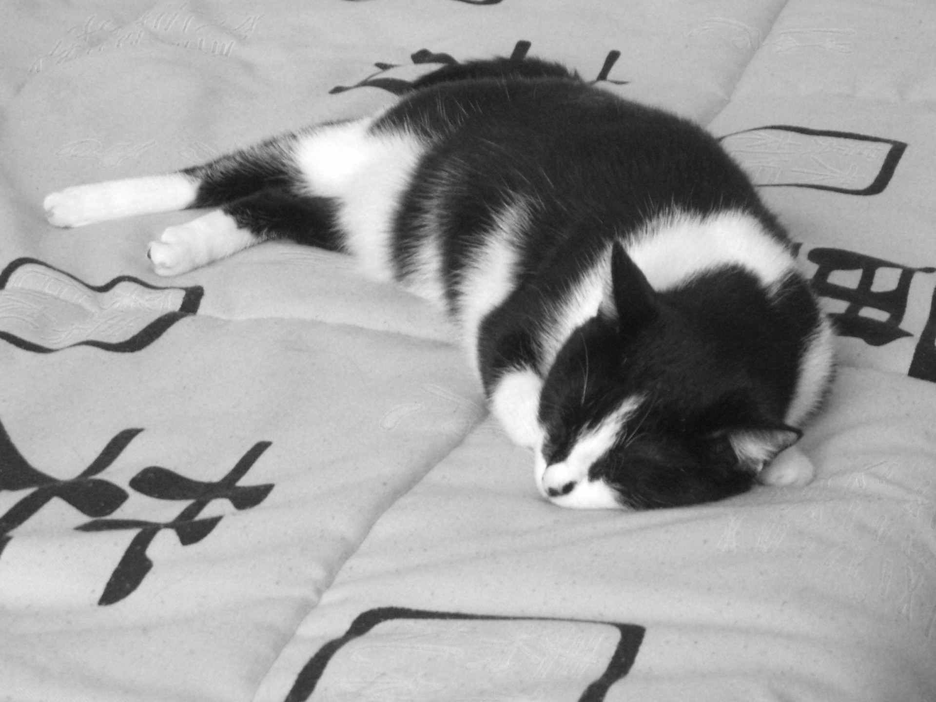 cat black and white sleeping bed