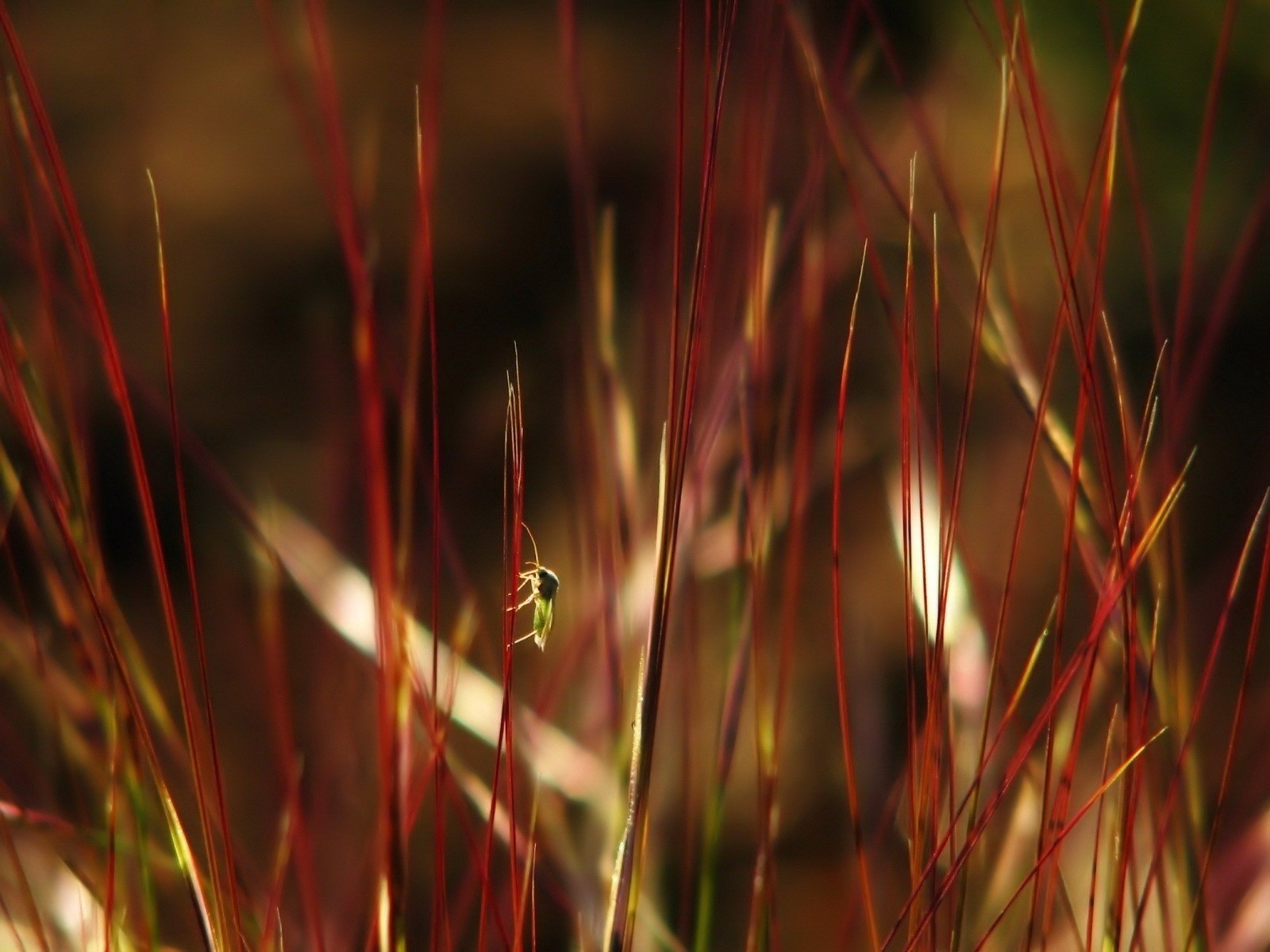 bug leaves grass myopia red garbage