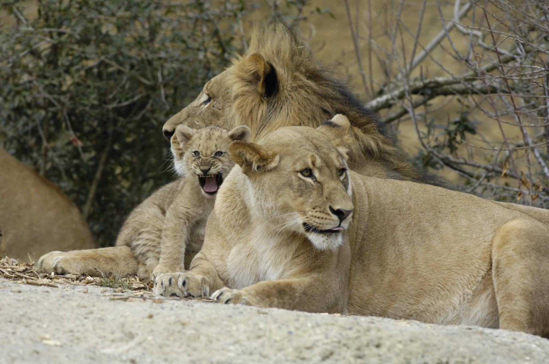 leones familia gatito