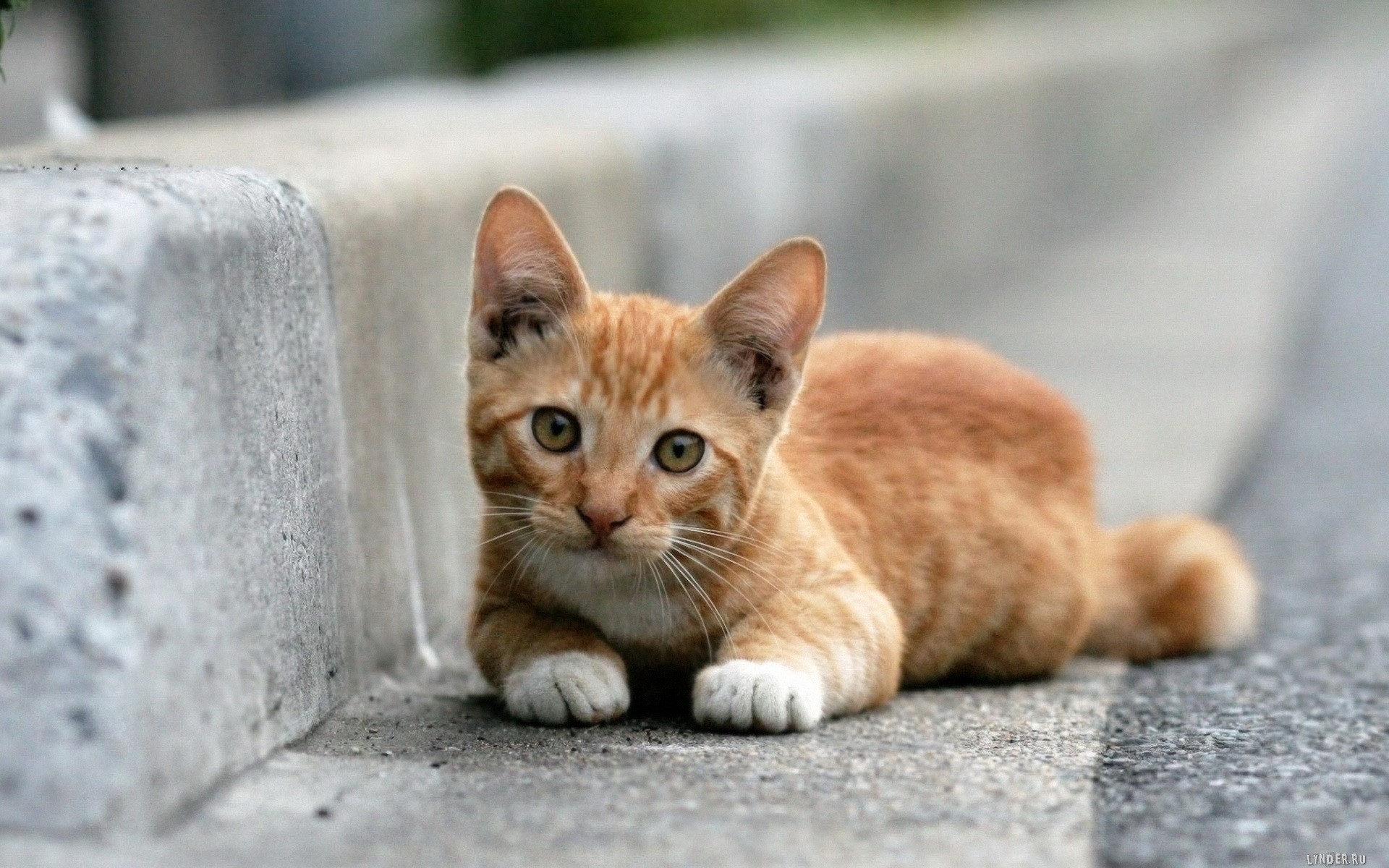 chat rousse triste