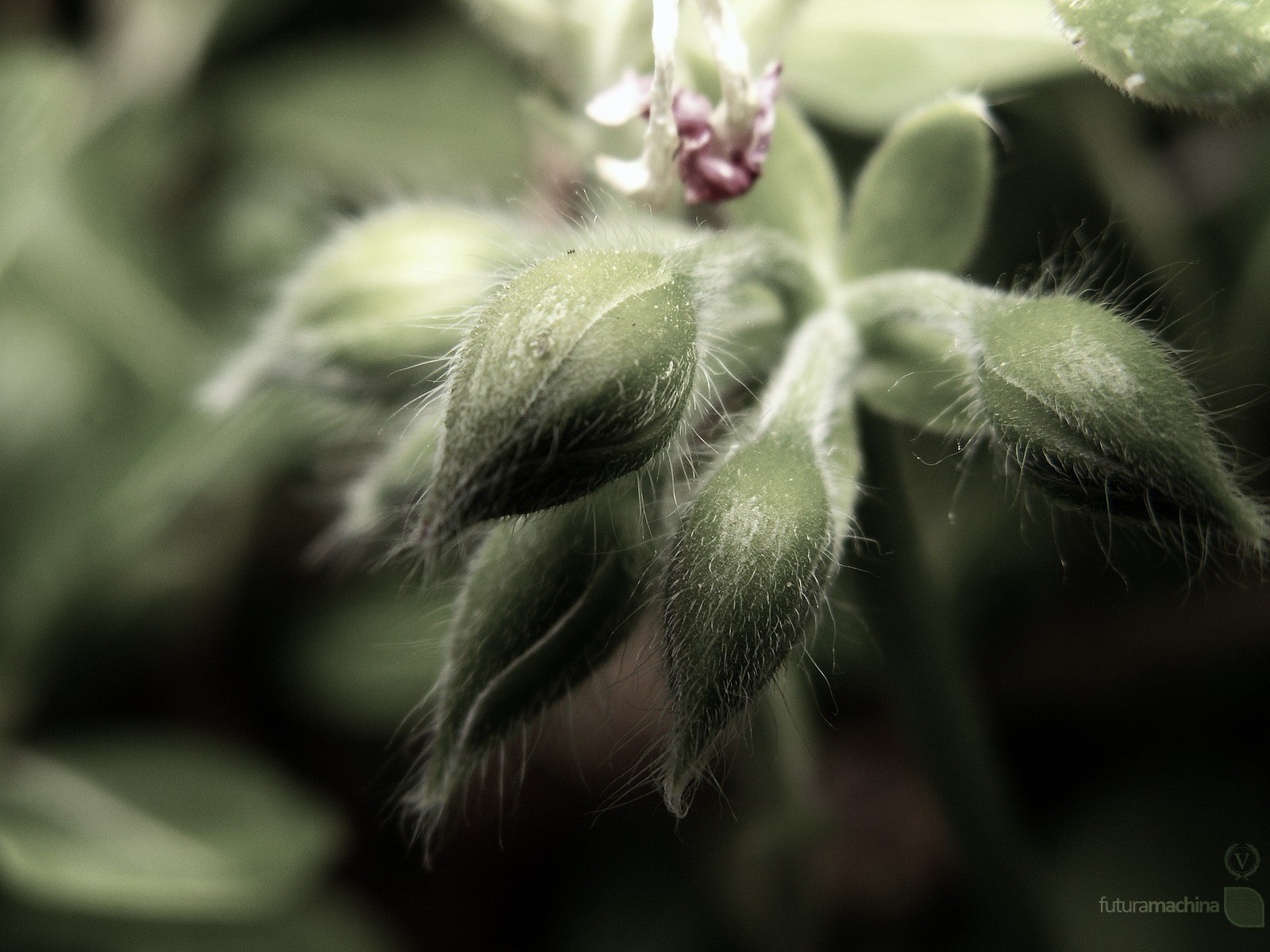 macro planta flor