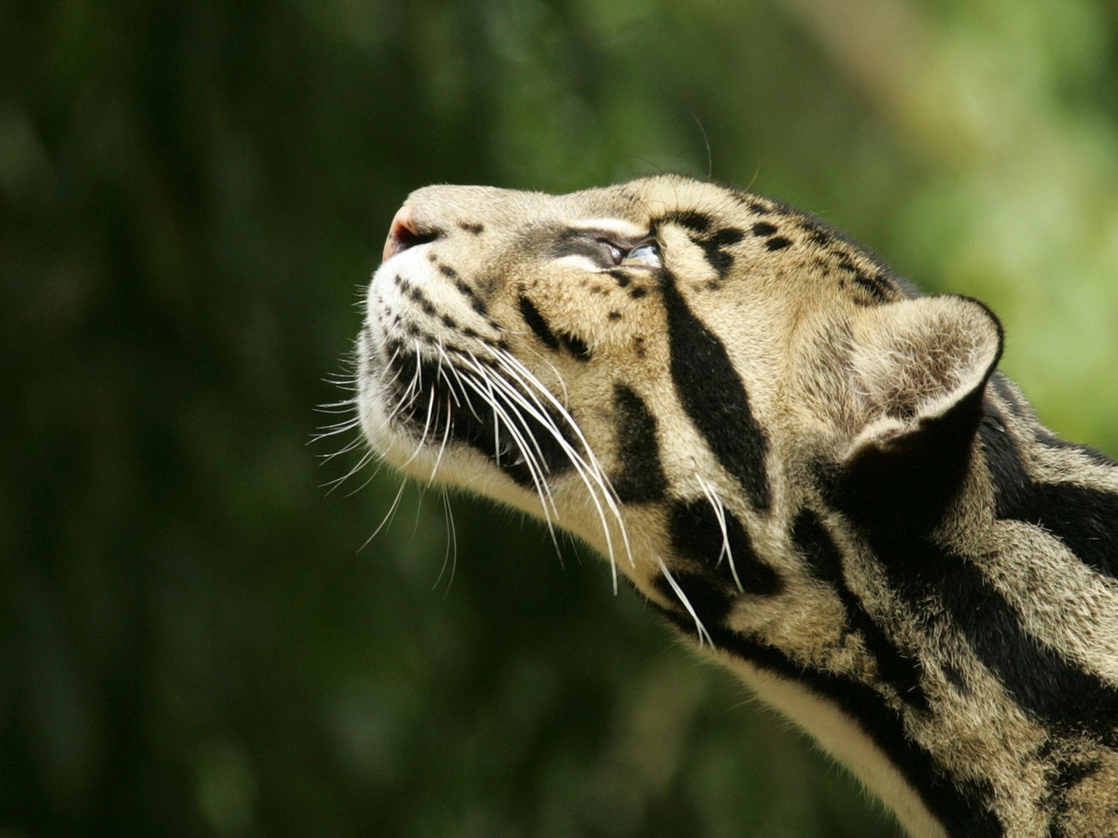 animaux fumé léopard tête