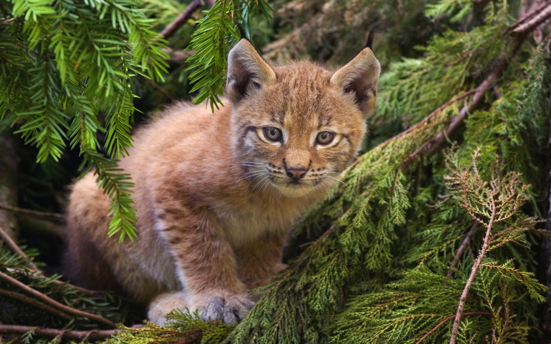 lynx forest cat kitten