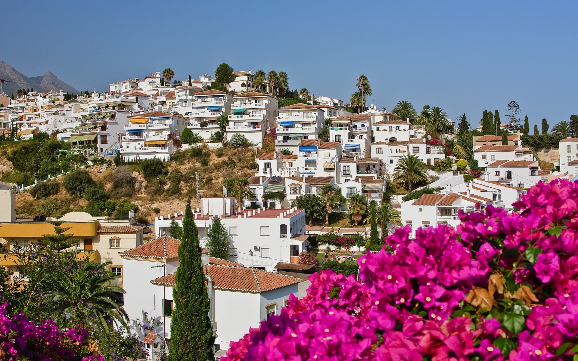 nature maisons palmiers fleurs espagne ville