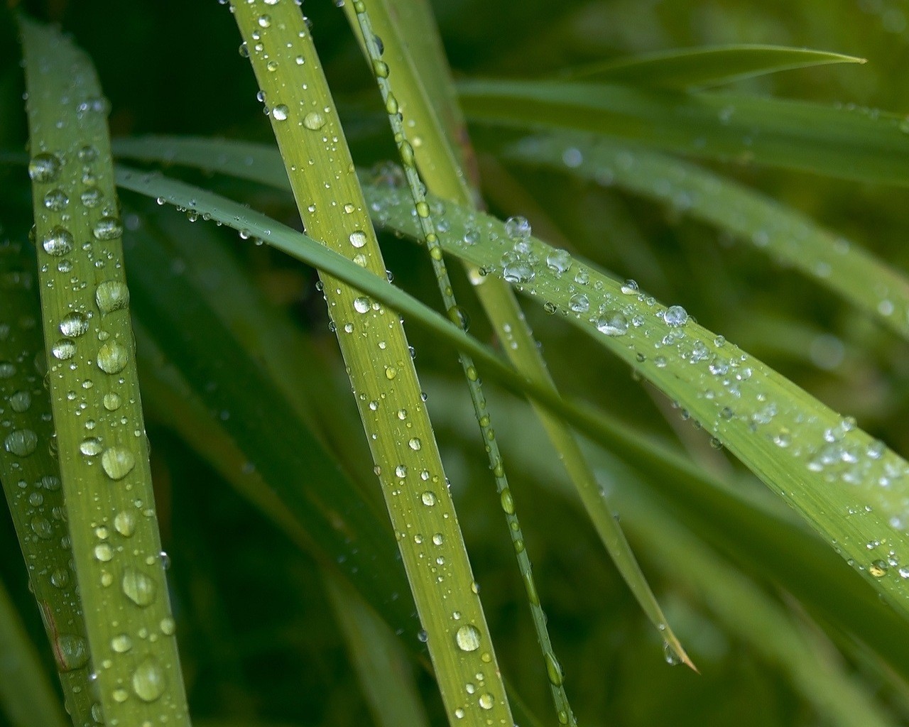 gotas gotas rocío hojas verdes escritorio