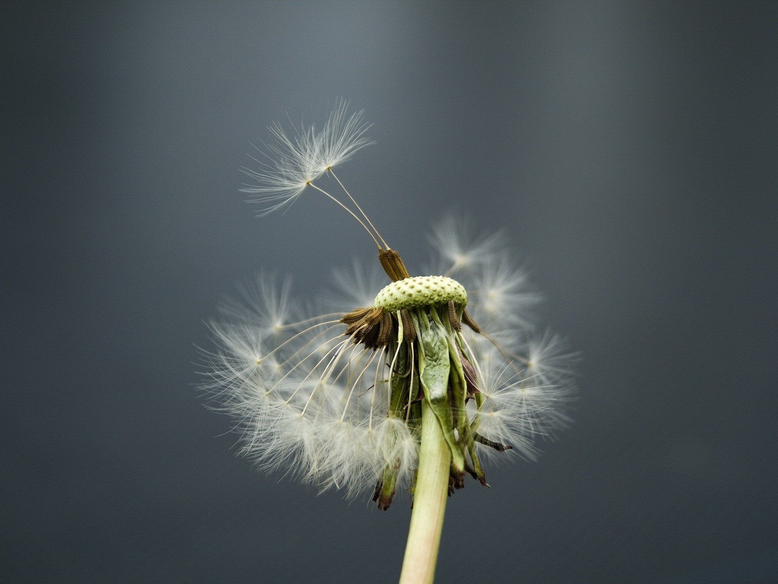 flor diente de león viento