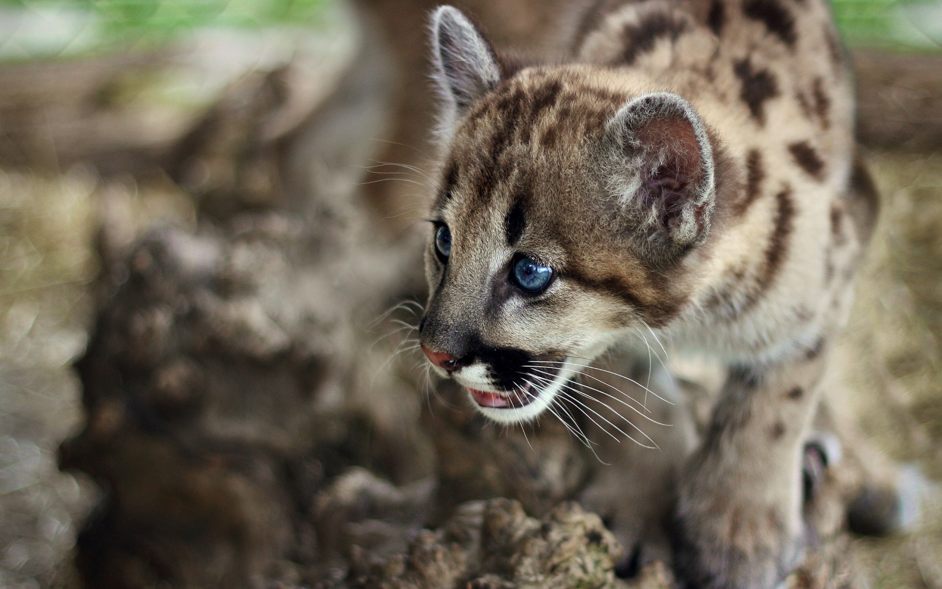 animaux yeux chaton léopard