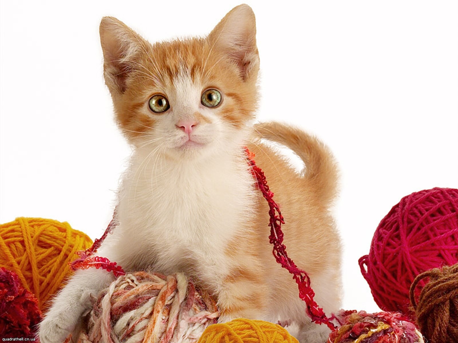 kitten red tangles of thread