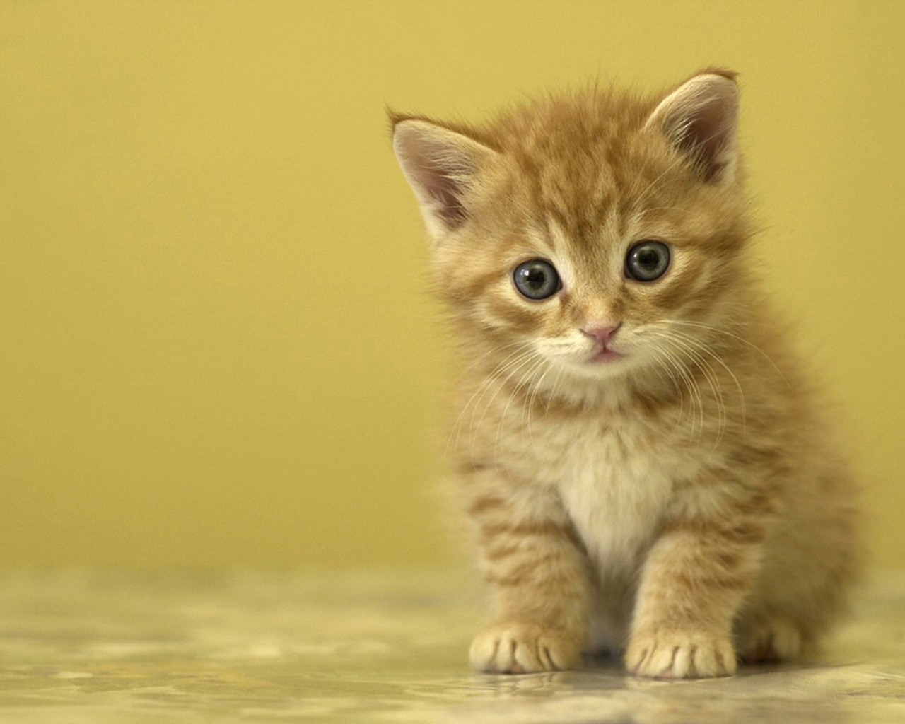 chaton bébé dévotion