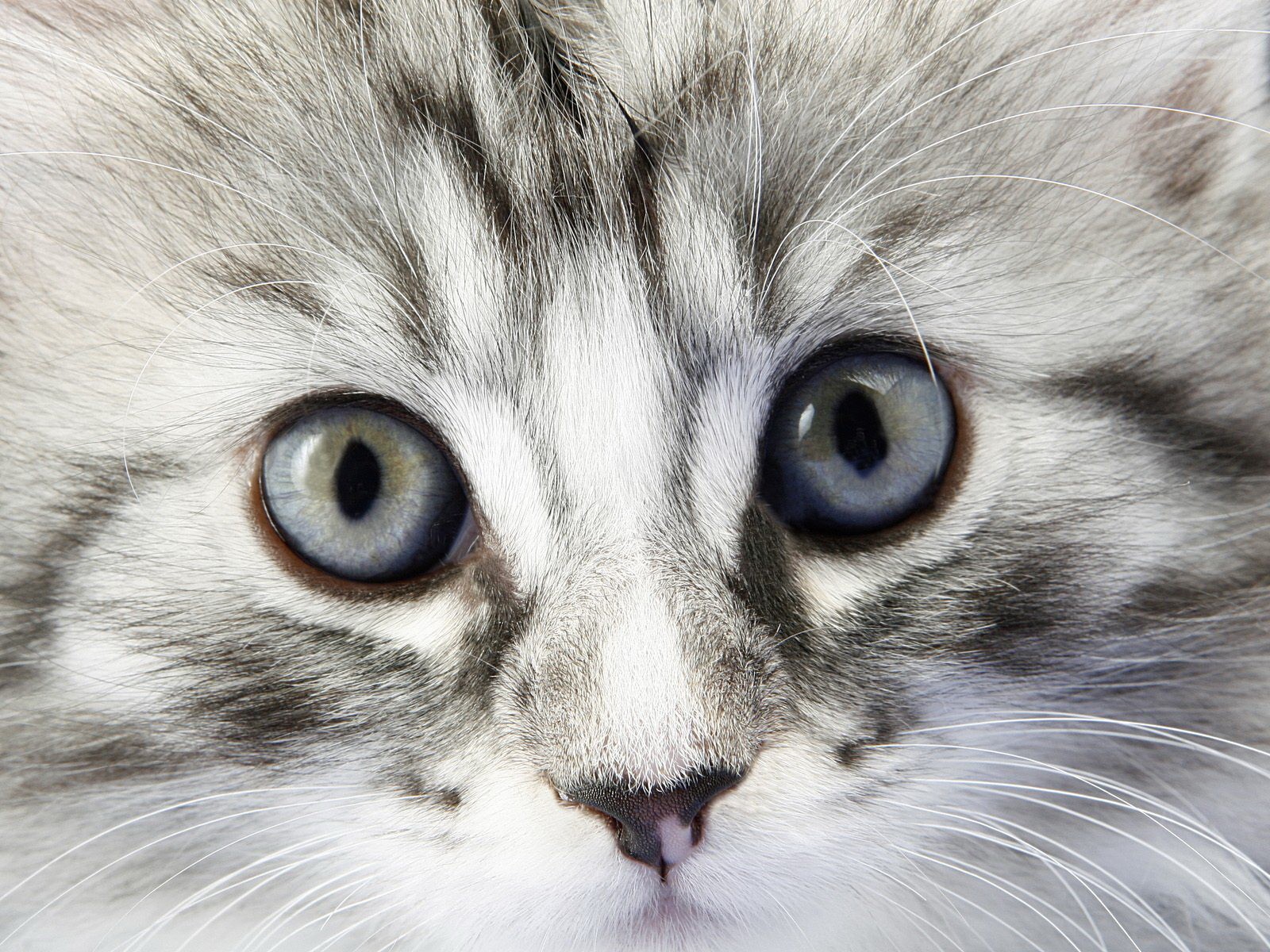 kätzchen flauschig augen