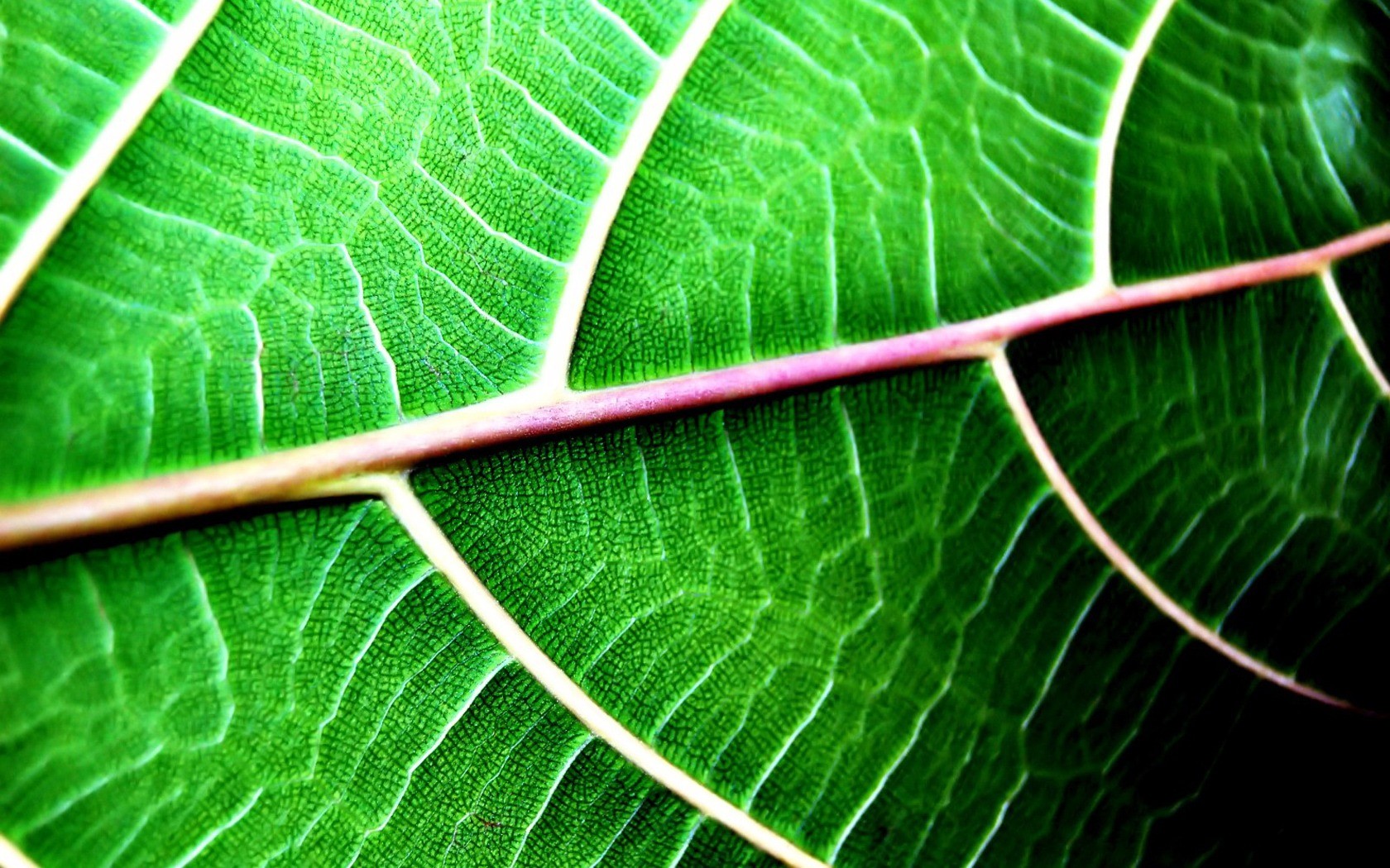 feuille verte veines été