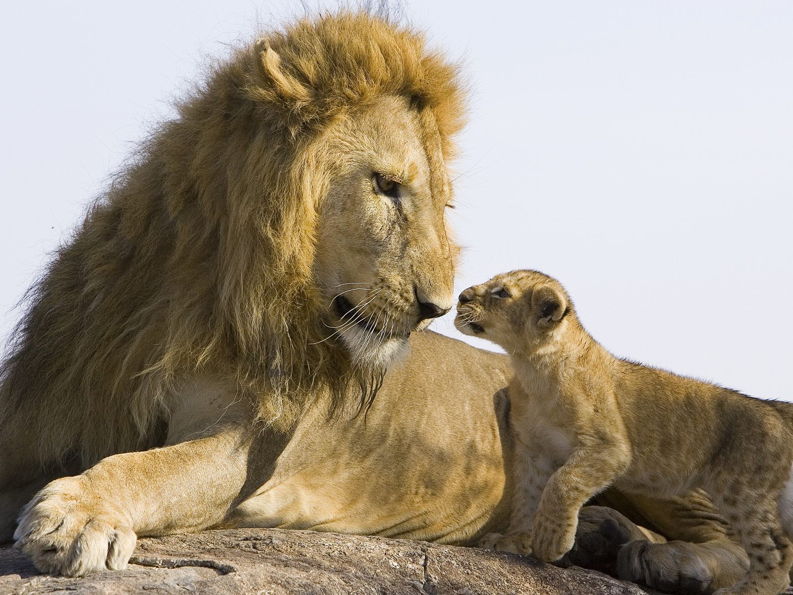 león cachorro piedra