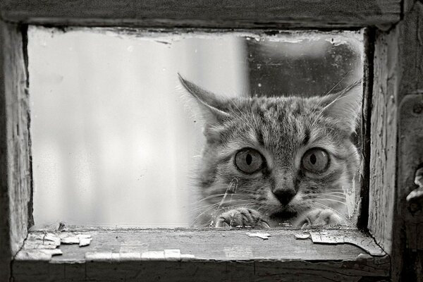 Eine Katze mit einem traurigen Blick in einem schwarzen und weißen Fenster