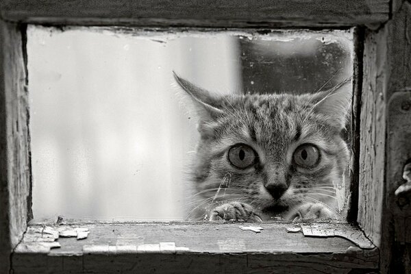 Chat avec un regard triste dans une fenêtre en noir et blanc