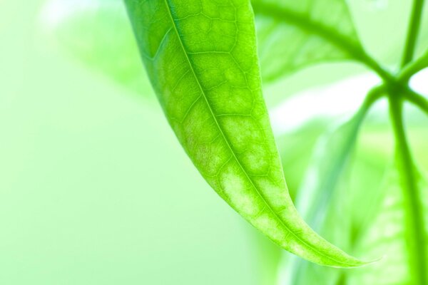 Bright greenery illuminated by the sun