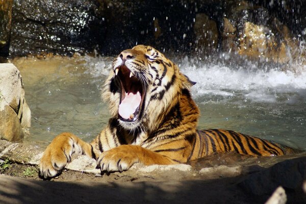 Tigre se trouve dans la rivière et bâille