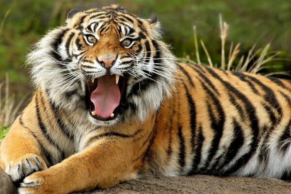 Rugissant tigre jaune-noir en position couchée