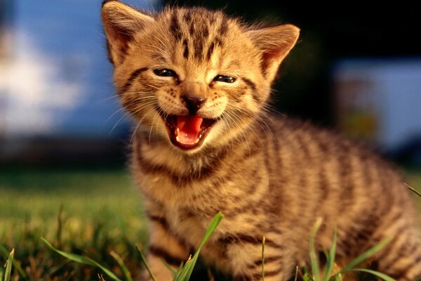 Gatito rayado en la naturaleza sonriendo