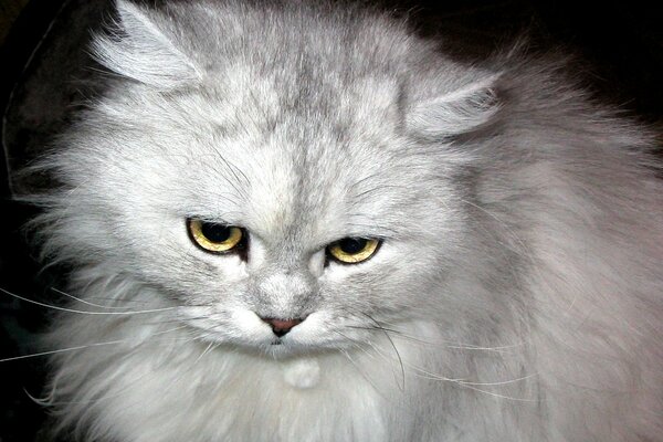 Persian cat with a dissatisfied look