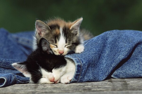 Kittens sleep wrapped up in jeans