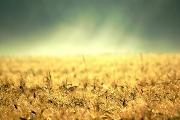 Die Erde ist mit gelbem Gras übersät