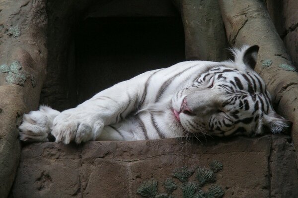 Tigre blanco durmiendo sobre una piedra