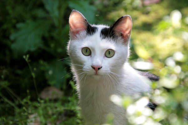 The cat is playing hide and seek in the bushes