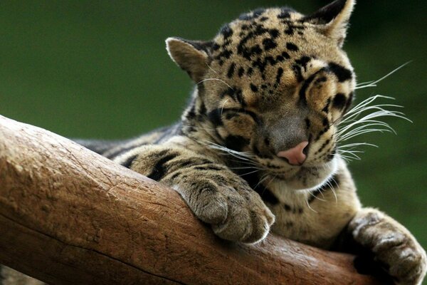 Bebé leopardo yace en un árbol