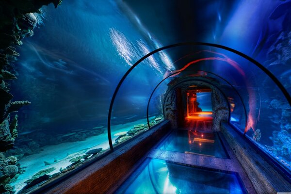 Passage sous l eau dans un grand aquarium